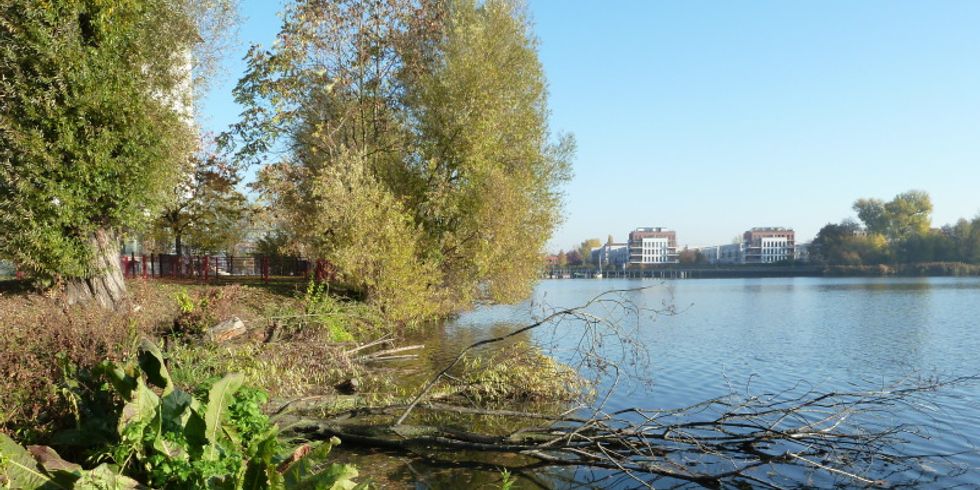 das Ufer der Schwanenwiese mit Ästen