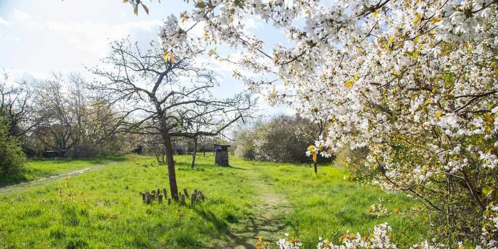 Blühende Obstwiese am Gerosteig