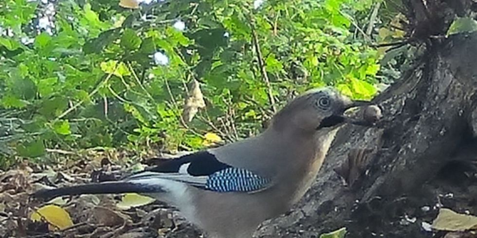 Tier des Monats: der Eichelhäher