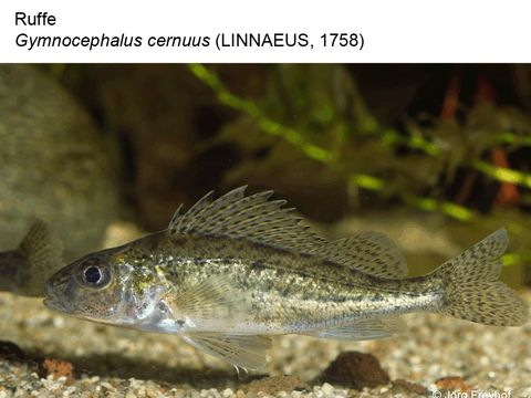 20 Ruffe - Gymnocephalus cernuus (Linnaeus, 1758) (Image: Jörg Freyhof)