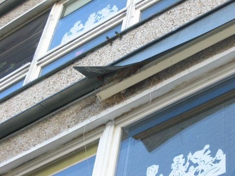 Geschützte Niststätte am Gebäude