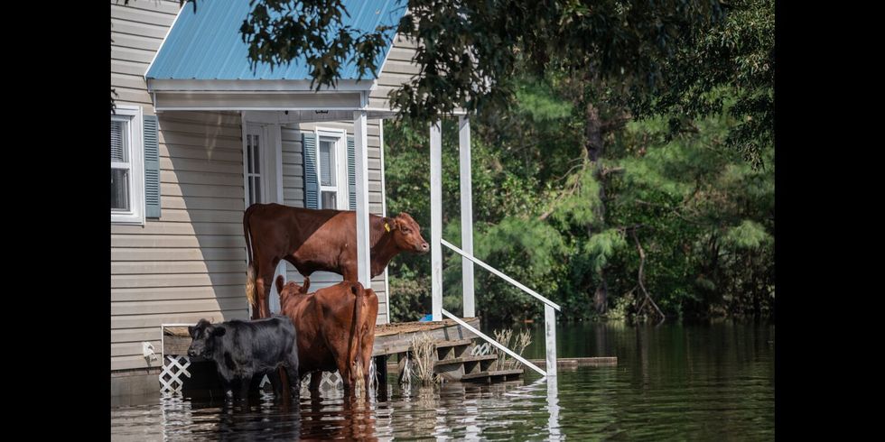 Kühe nach einem Hurrikan um ein Haus im Wasser stehend.