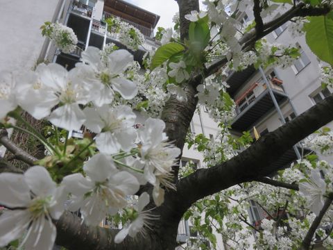 Kirschblüte