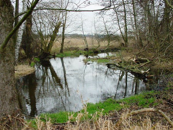 Abb. 2a: Tegeler Fließ, Abschnitt 85 im Bereich der Ortslage Lübars mit „gering veränderter“ Gewässerstruktur