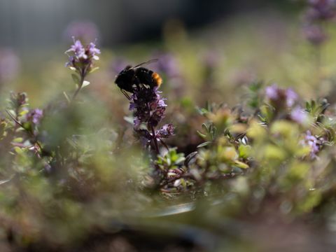Wildstauden, Wildstauden, Sandthymian, Thymian, Hummel