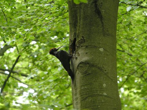 Vögel in Höhlen, Nischen und Kästen - Schwarzspecht - Foto von Frank Vassen