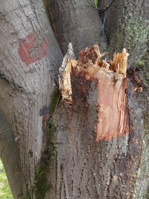 Das Bild zeigt eine Bruchstelle an einem Straßenbaum