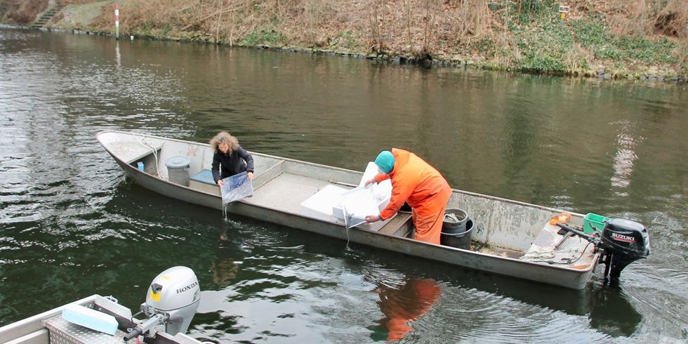 Umweltstaatssekretärin Dr. Silke Karcher hat gemeinsam mit Berliner Fischern und Anglern mehr als 1 ½ Millionen junge Glasaale ausgesetzt, um den Bestand des europäischen Aals in heimischen Gewässern zu schützen.