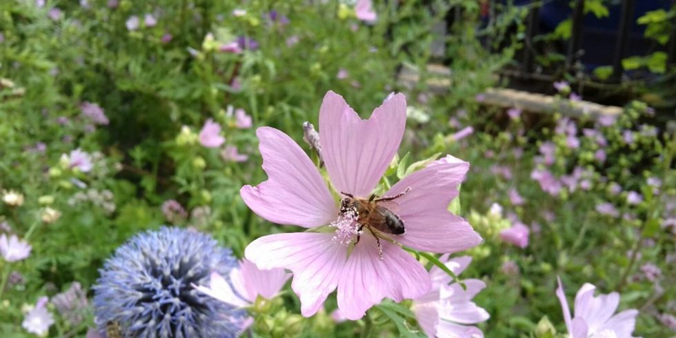 Reiches Nahrungsangebot für Bienen