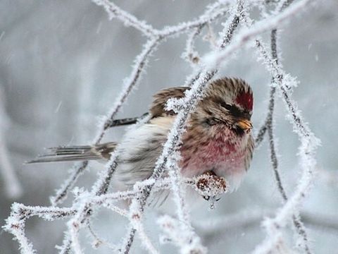 Birkenzeisig auf einem Baum im Winter