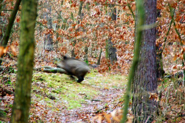 Schnappschuss eines flüchtenden Wildschweins