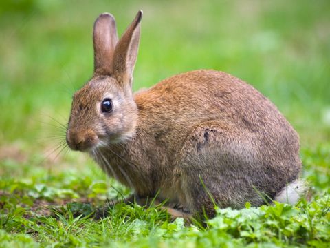 Wildkaninchen (Oryctolagus cuniculus)