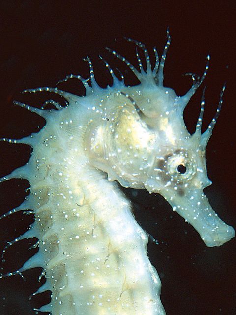 Seepferdchen (Bild: Sea Life)