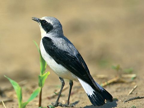 Steinschmätzer (Oenanthe oenanthe) (Bild: Dietmar Nill / linnea images)