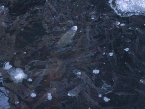 Lietzensee: Fische im Winter