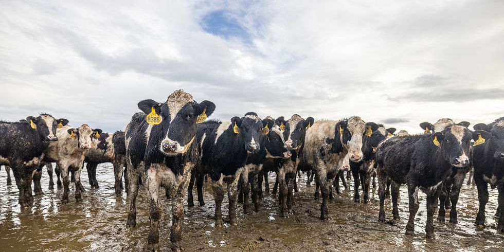 nasse Kühe stehen im Freien auf moddrigem Boden
