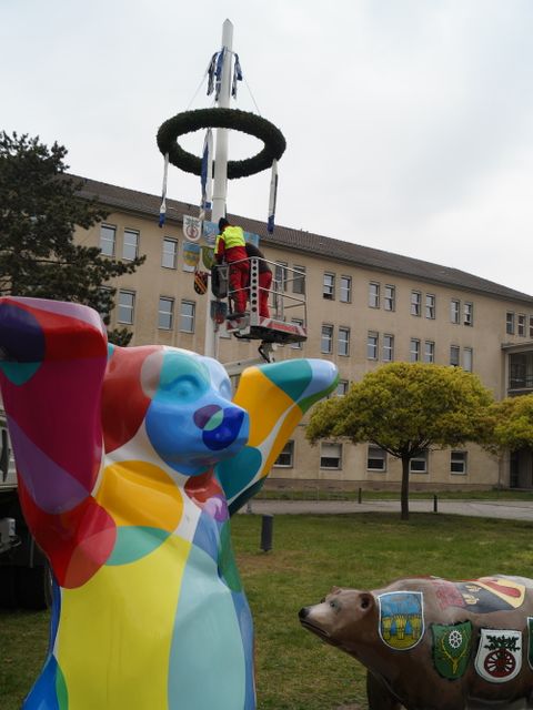 Reinickendorfer Maibaum wird aufgestellt (Bild: Bezirksamt Reinickendorf)