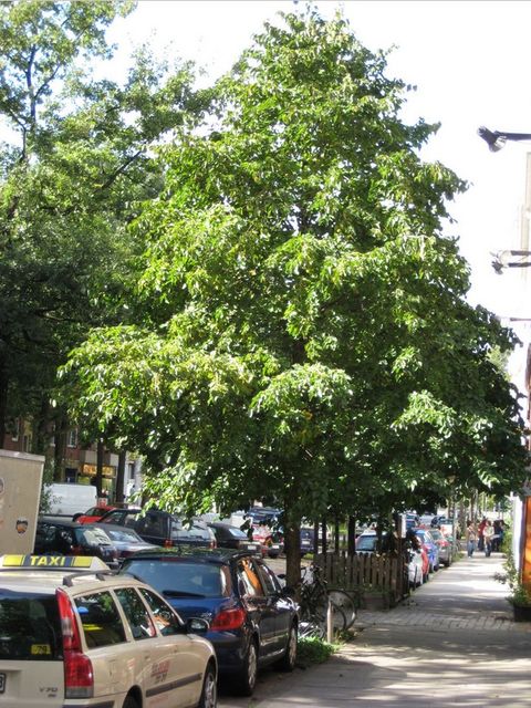 Eine große Baum-Hasel auf dem Gehweg einer Straße. Im Vordergrund sind PKWs zu sehen.