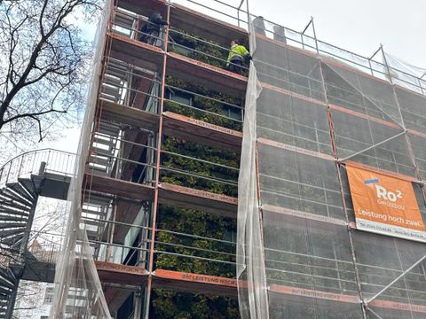 Fassadenbegrünung an der Bibliothek in der Adalbertstraße
