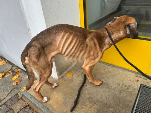 (Bild: BA Treptow Köpenick )