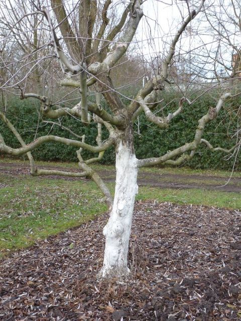 Apfelbaum mit Weißanstrich (Bild: Pflanzenschutzamt Berlin)