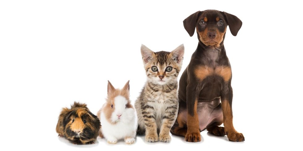 haustiere hund katze kaninchen meerschweinchen