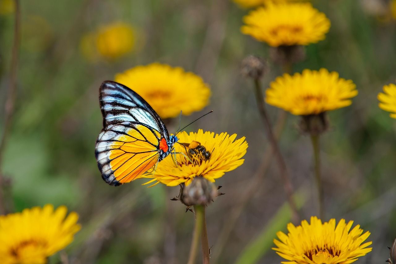 Schmetterling auf Löwenzahn