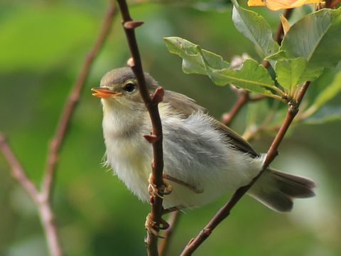 Der Fitis auf auf einem Ast