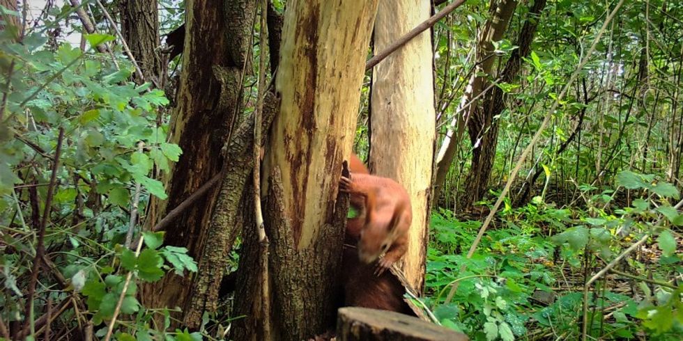 Eichhörnchen im Robinienwäldchen