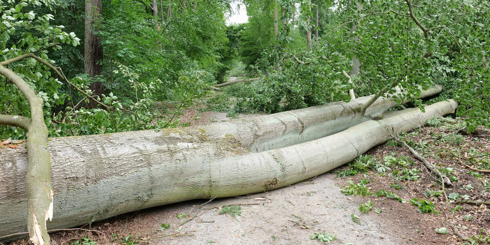Sturmschäden im Tegeler Forst, Juni 2025