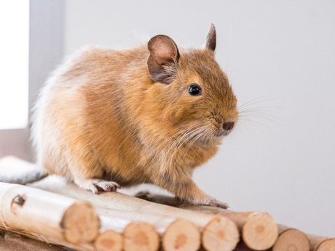 Bild zeigt einen Degu