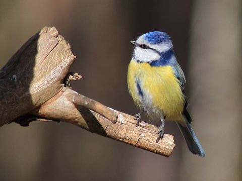 Blaumeise auf einem Zweig