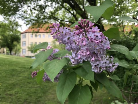 Fliederblüte