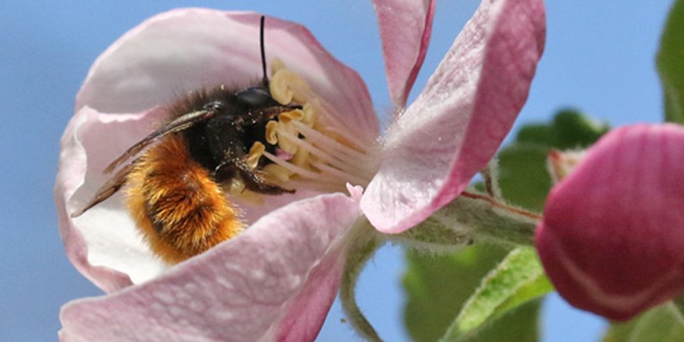 Wildbiene Osmia cornuta
