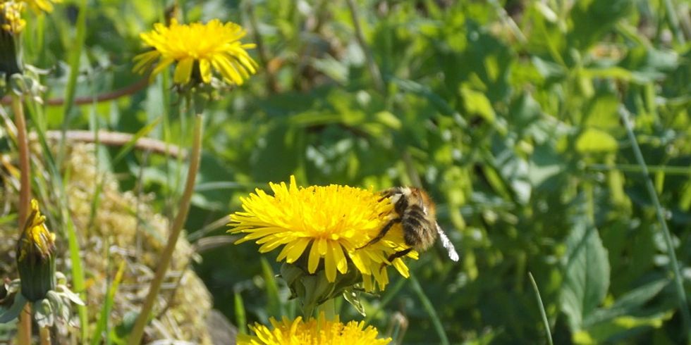 Löwenzahnblüte mit Biene