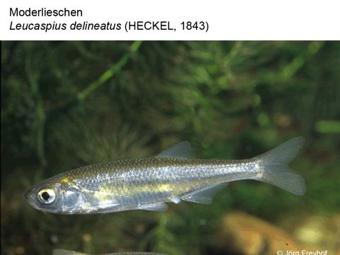21 Moderlieschen - Leucaspius delineatus (Heckel, 1843) (Image: Jörg Freyhof)