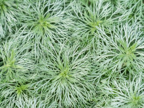 Artemisia schmidtiana or Nana is a compact, semi evergreen perennial forming a low, spreading mound, with soft, silvery leaves divided into hair like lobes