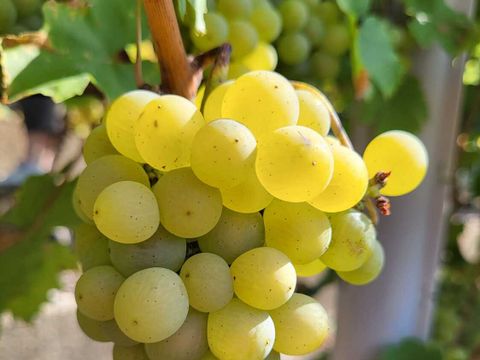 Weinlese im Wilmersdorfer Stadion