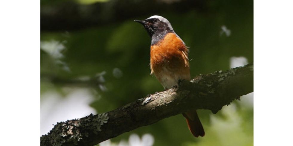 Freibrüter - Gartenrotschwanz