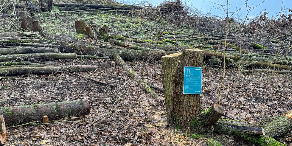 Illegale Baumfällungen im Grunewald