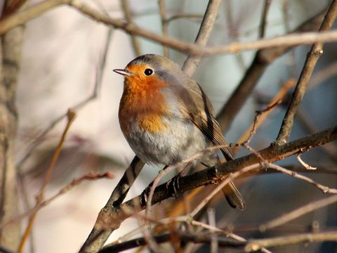 Das Rotkehlchen auf einem Baum