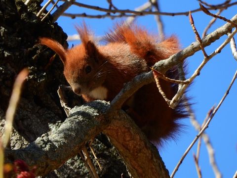 Ein Eichhörnchen im Baumwipfel im Kreuzberger Viktoriapark