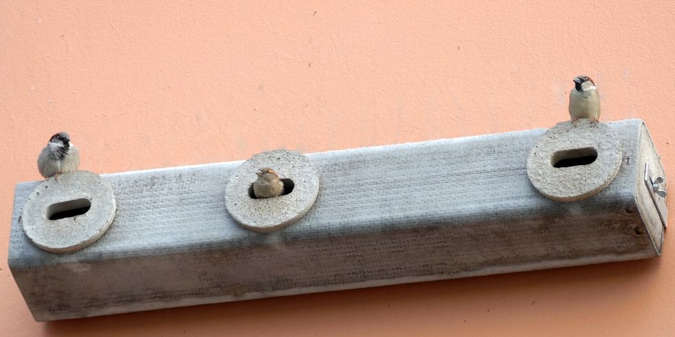 Nistkasten mit drei Meisen