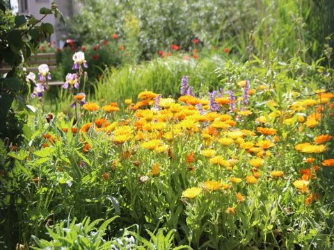 W-I-R-Grundschule Pfefferwerk: Blumen im Schulgarten