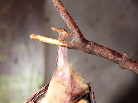 hängende Fledermaus