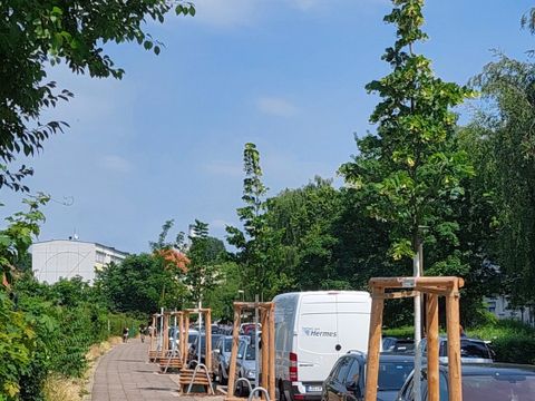 Junge Straßenbäume im Dammweg