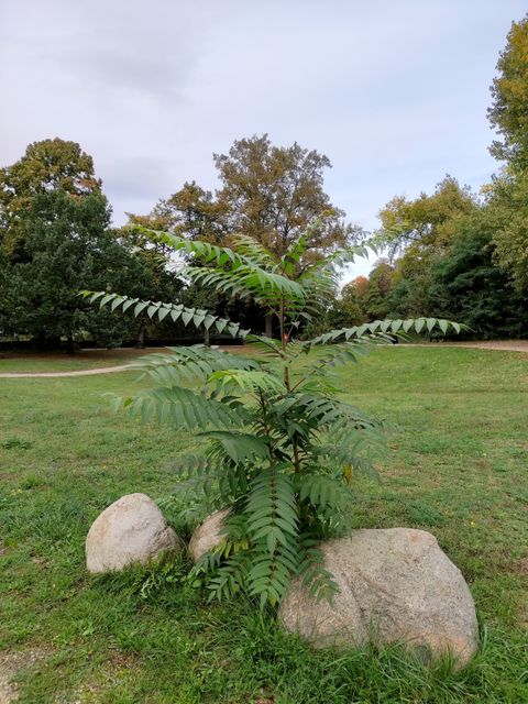 Götterbaum (Ailanthus altissima) (Bild: SenMVKU)