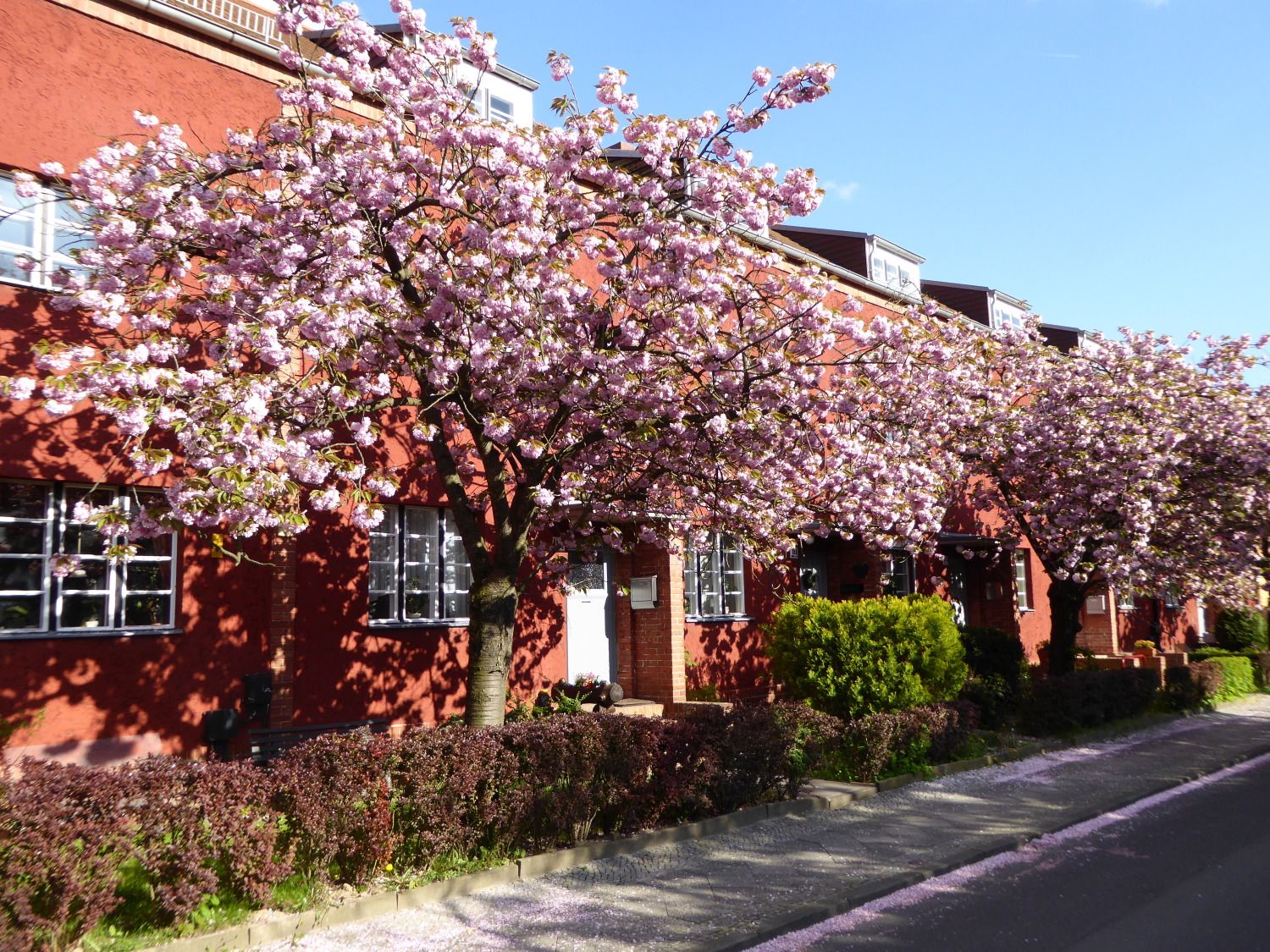 Das Bild zeigt einen Straßenzug mit dunkelrot gestrichenen Reihenhäusern. Vor den Reihenhäusern stehen rosa blühende Kirschbäume