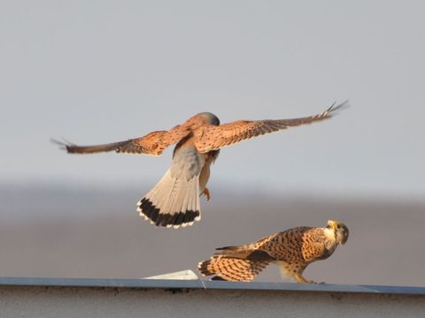 Zwei Turmfalken, einer sitzt auf dem Dach, der andere fliegt daneben