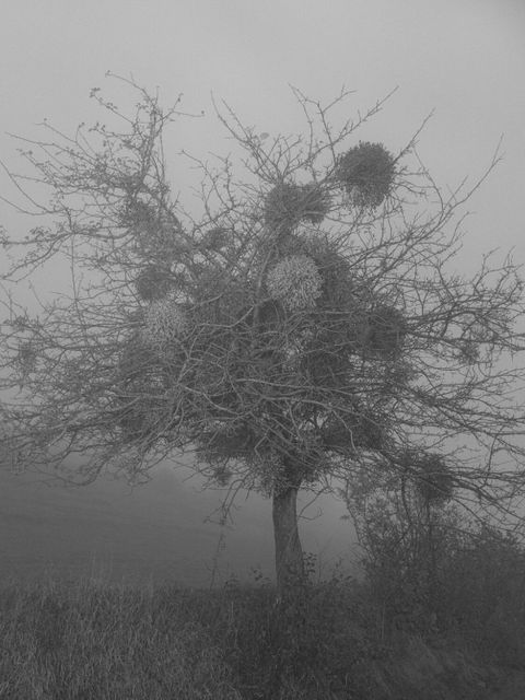 Baum, Kakanj, 2017 (Bild: Hannes Jung)